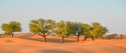Ghaf Tree UAE