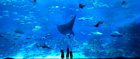 Lost Chamber Aquarium Dubai