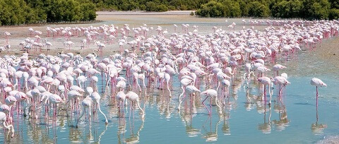 Ras Al Khor Wildlife Sanctuary